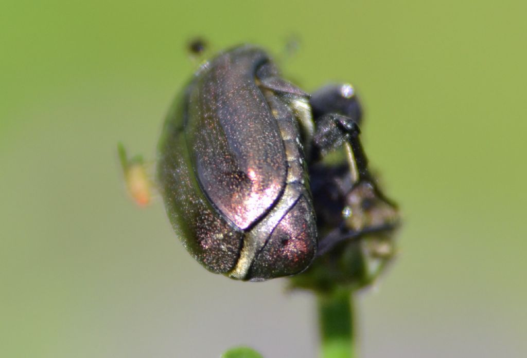 Protaetia cuprea ab. atroviolacea (cfr.)